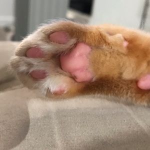 Meet your Posher, Katsura